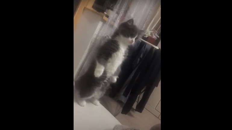 Γάτα σηκώνεται στα δύο πόδια για να δει τι γίνεται